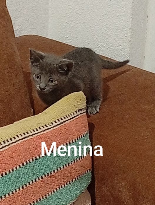 Gatos para adopção responsável