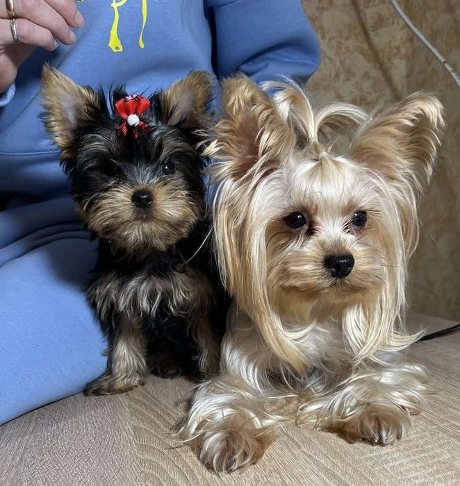 Йоркширский терьер