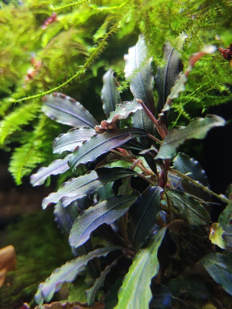 Bucephalandra Theia z wyspy Borneo