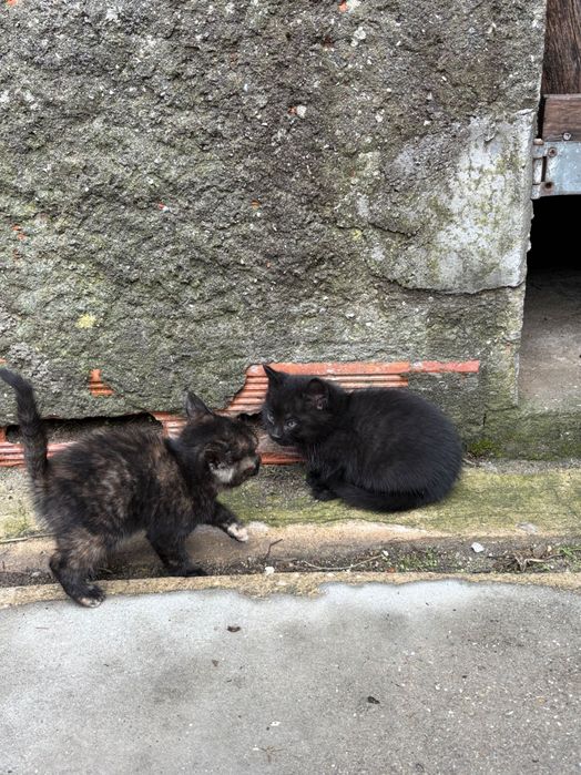 gatinhos bebés 2 meses