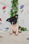 Excecional Chihuahua/Chiuaua LinhagemRussa. Qualidad
