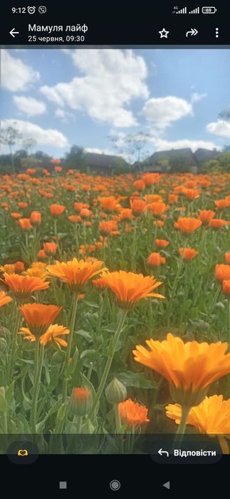 Квіти календули лікарської, сушені, нагідки