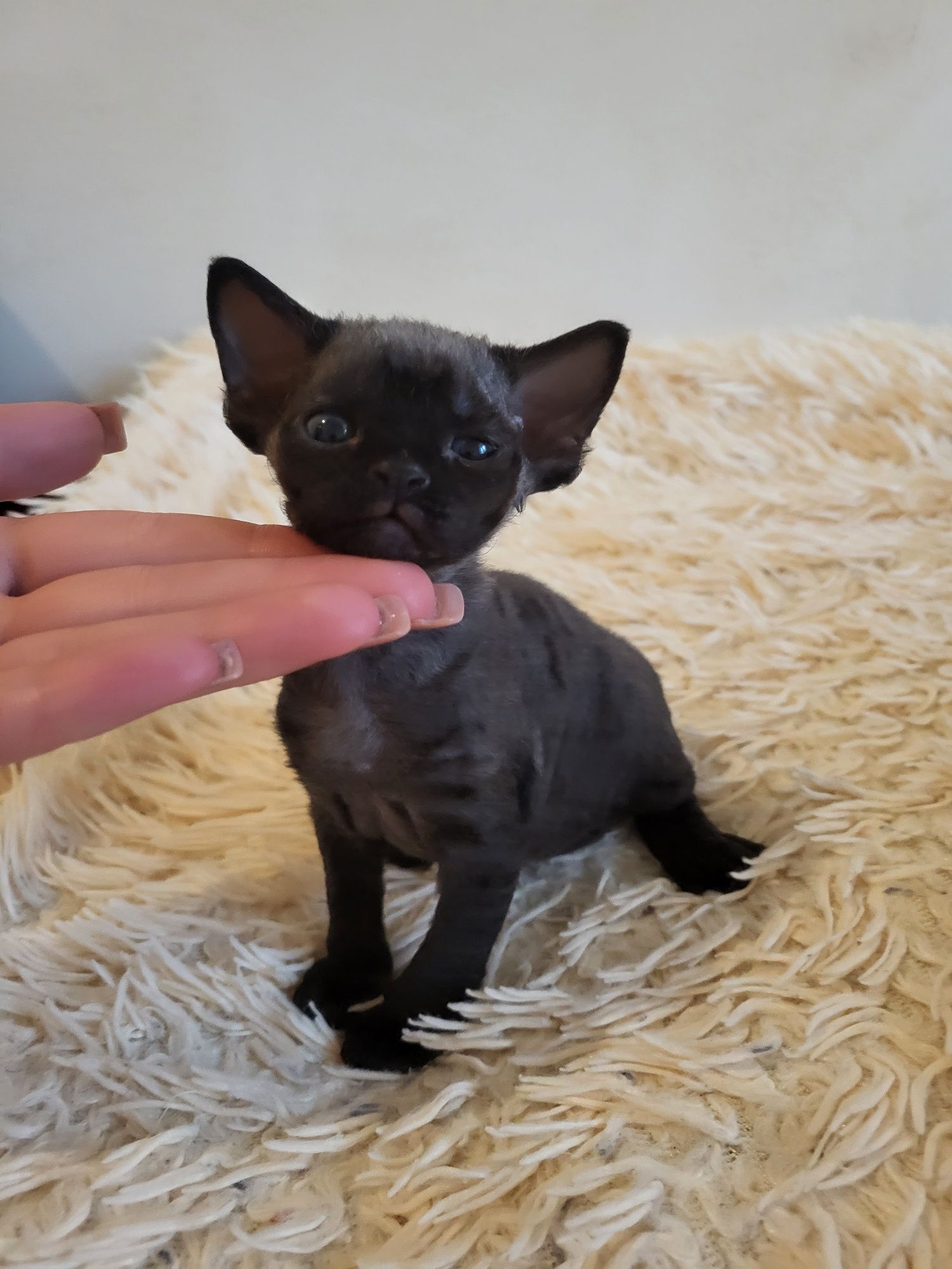 Devon Rex kocurek