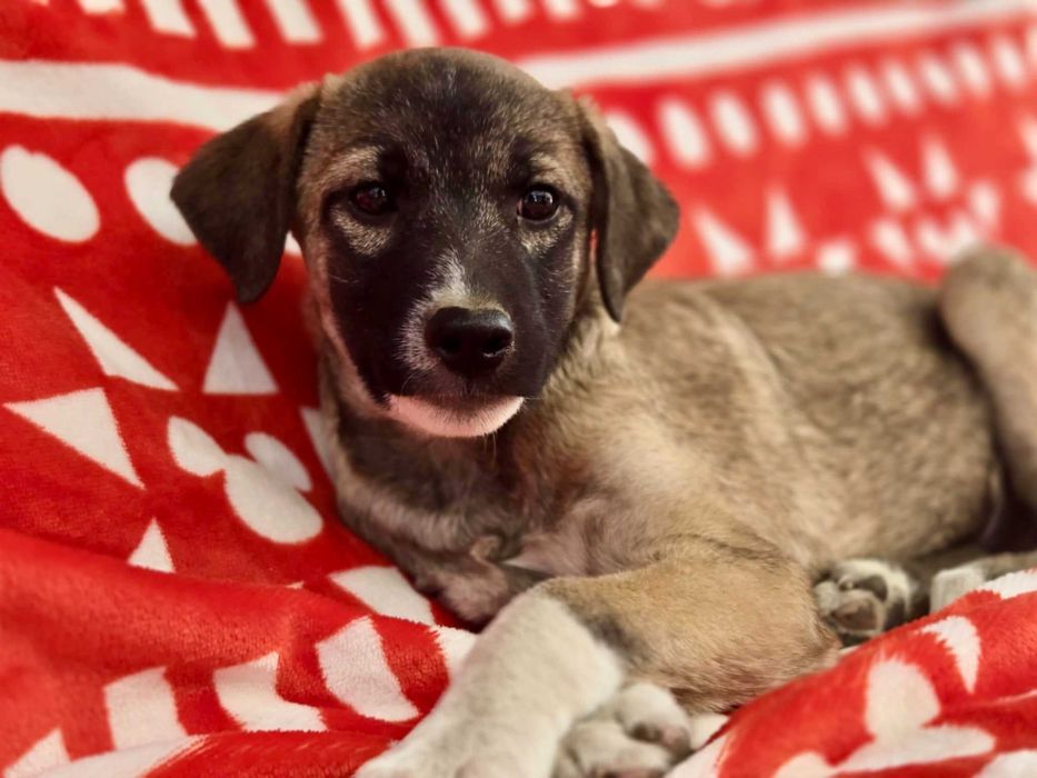 KRISTIANO  4 mies. szczeniak do adopcji. Uratowany w Bułgarii