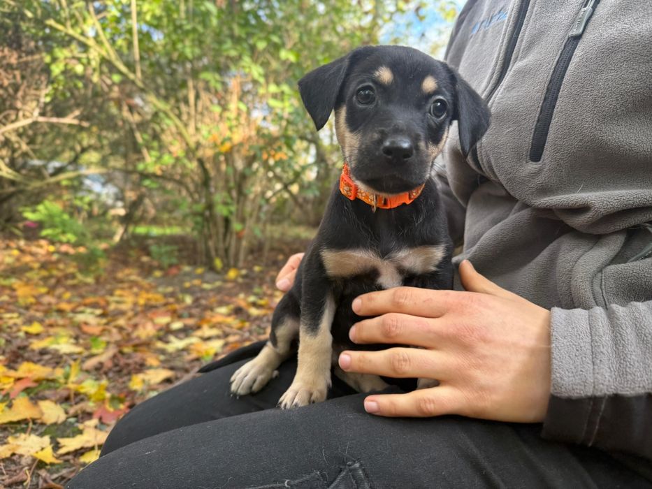 Solea suczka szczeniak do adopcji