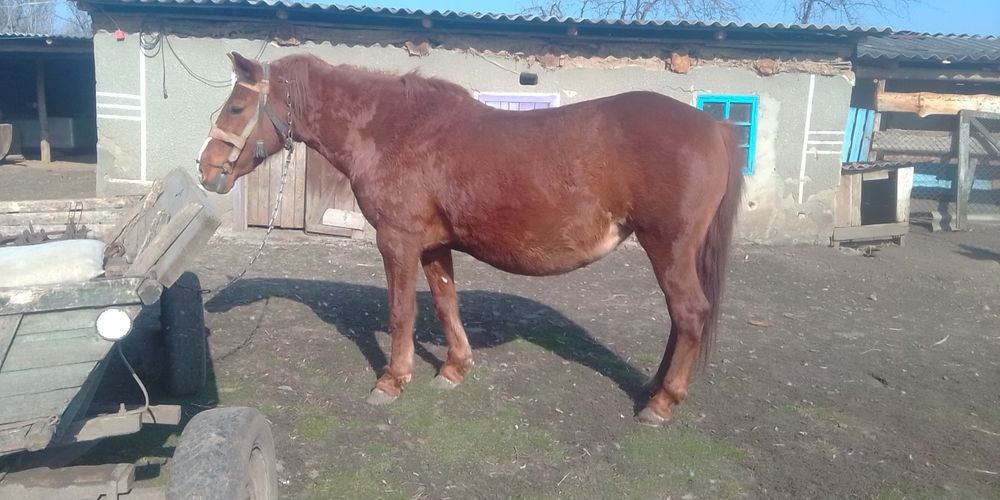 Продам кобилу звертатися за номером телефону