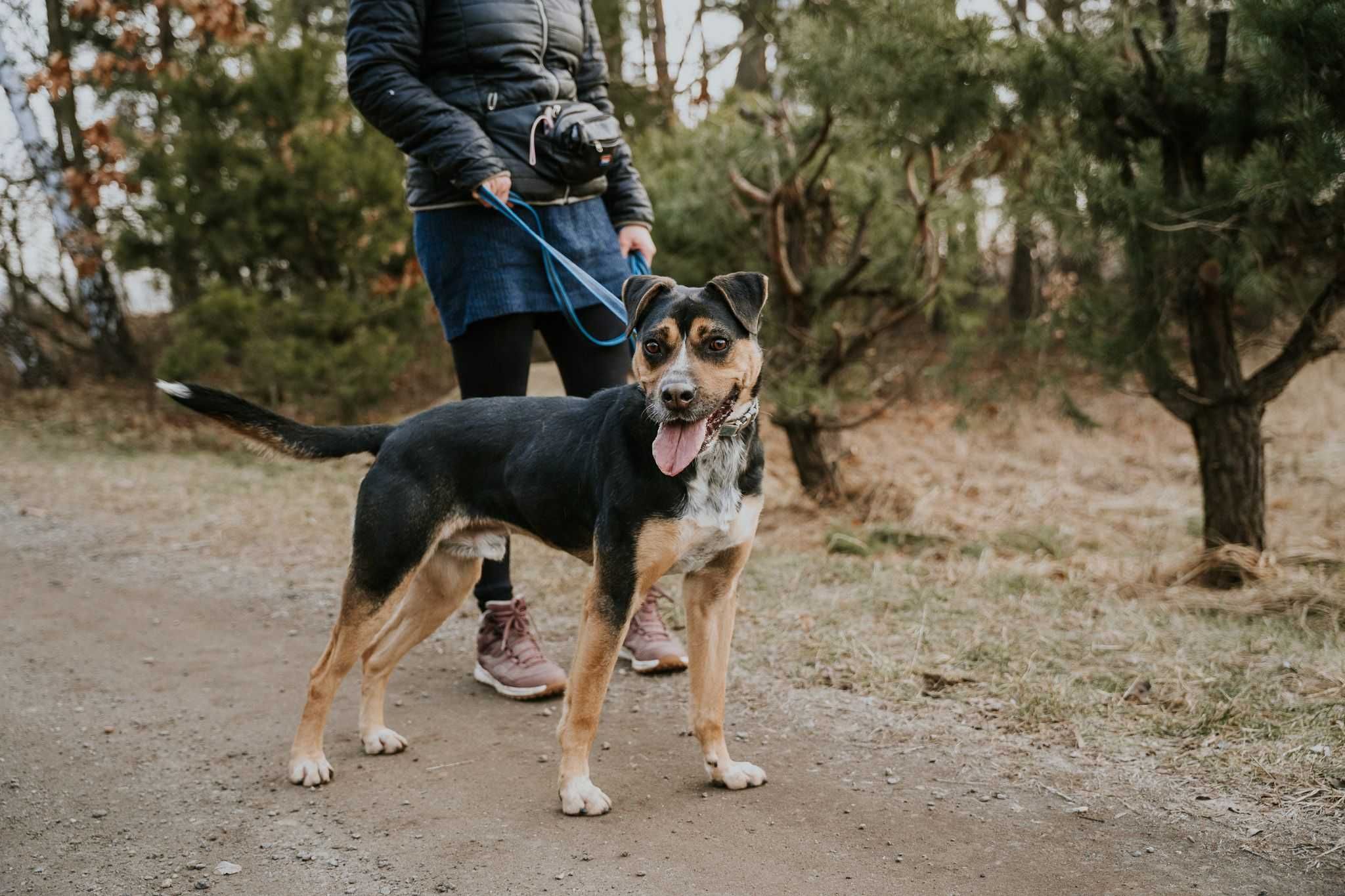 psiak Czesio do adopcji