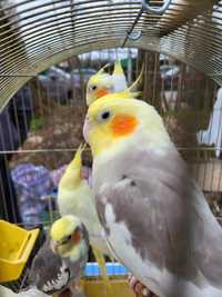 Papugi Nimfy ładnie wybarwione