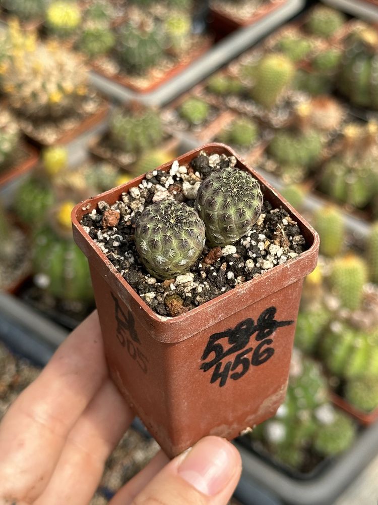 Кактус Сулькоребуція Рауша Sulcorebutia rauschii