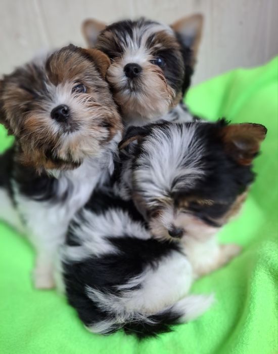 Біверйорк супер малиши