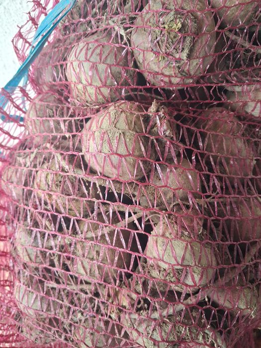 Buraczek czerwony drobny