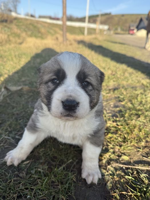 Цуценята алабая\середньоазіатська вівчарка