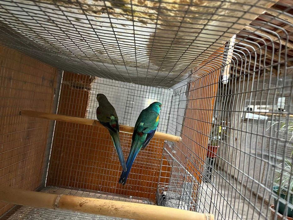 Vendo vários tipos de aves