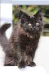 JEDYNA Czarna koteczka Maine Coon Polydactyl, gotowa do Odbioru*