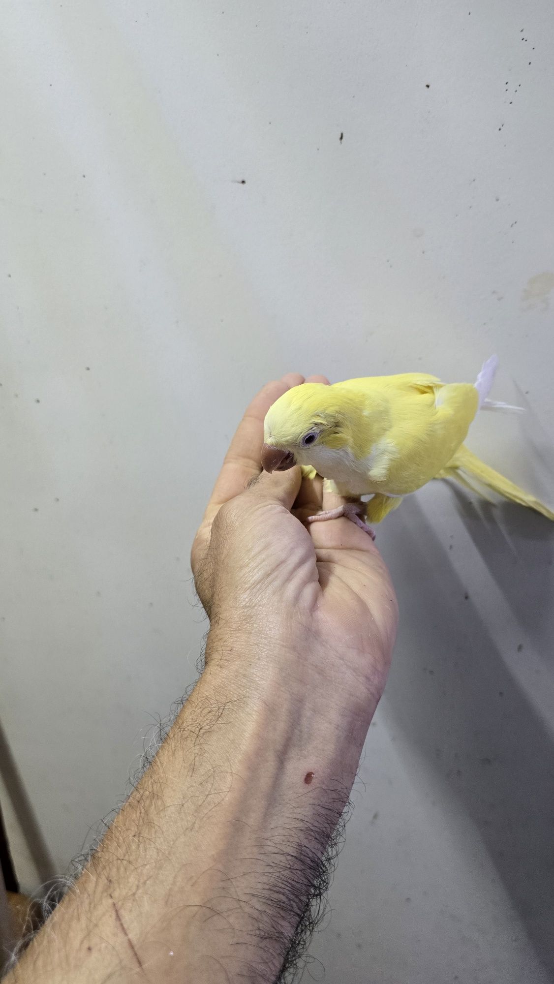 Diversas aves demosticados