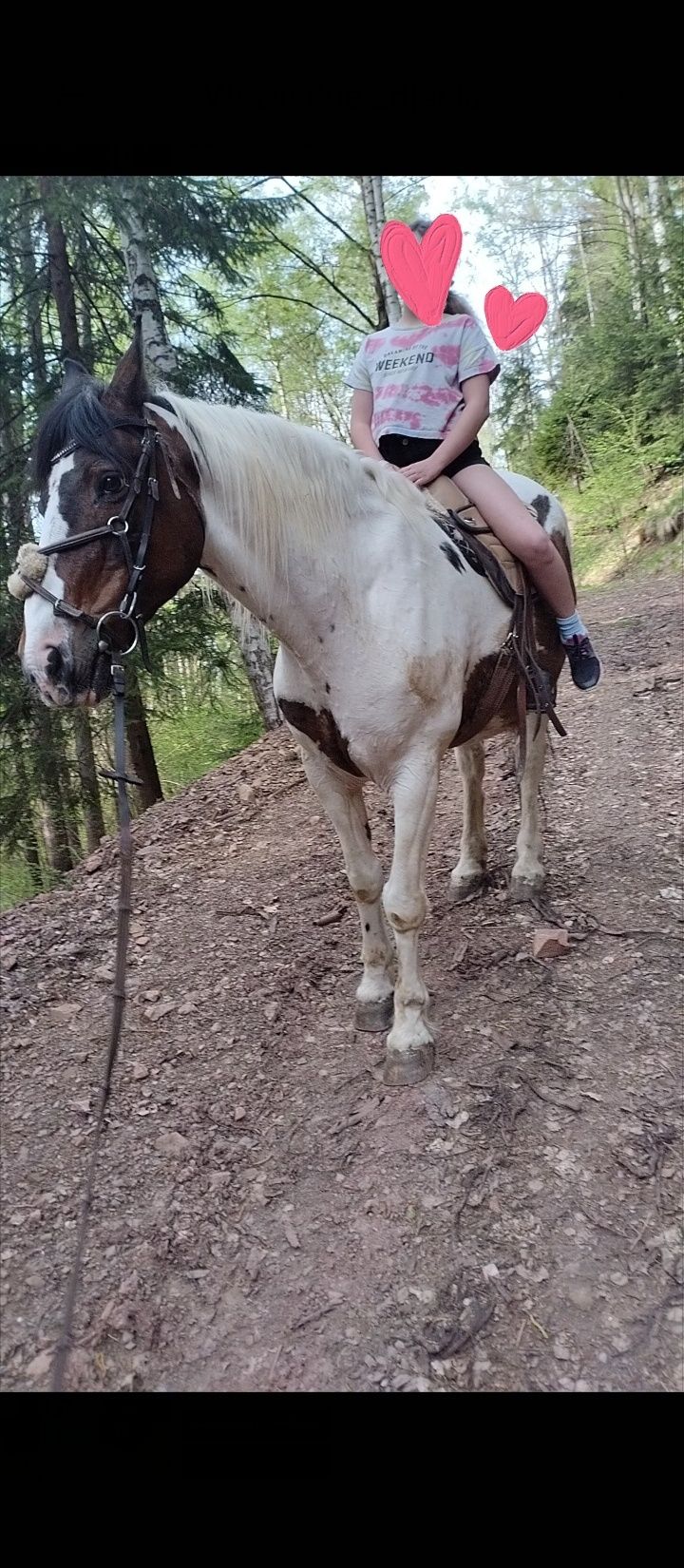 Piękny koń o imieniu Wicher