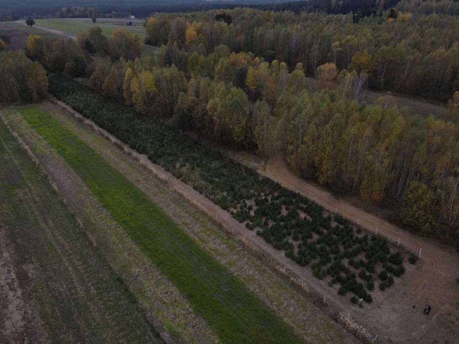 Świerk pospolity, zwykły, Choinki, Drzewka Bożonarodzeniowe