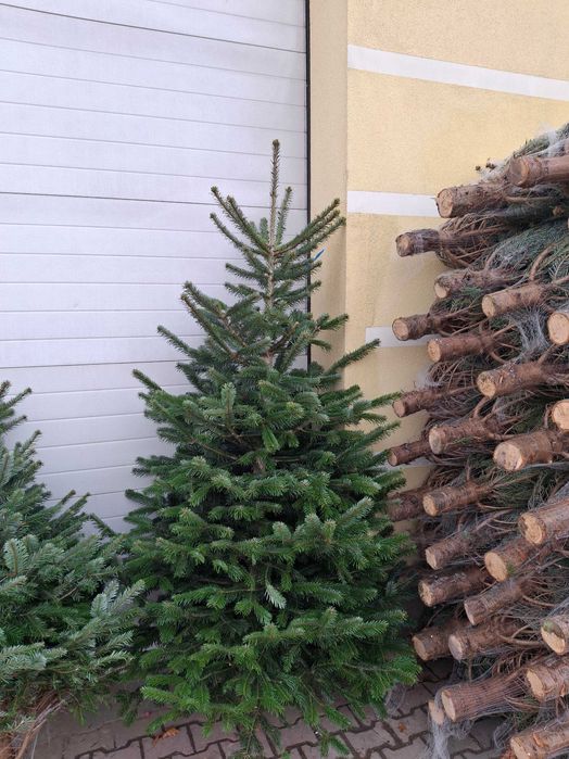 Jodła kaukaska duńska 2,00-2,50 m I-II klasa 90 zł