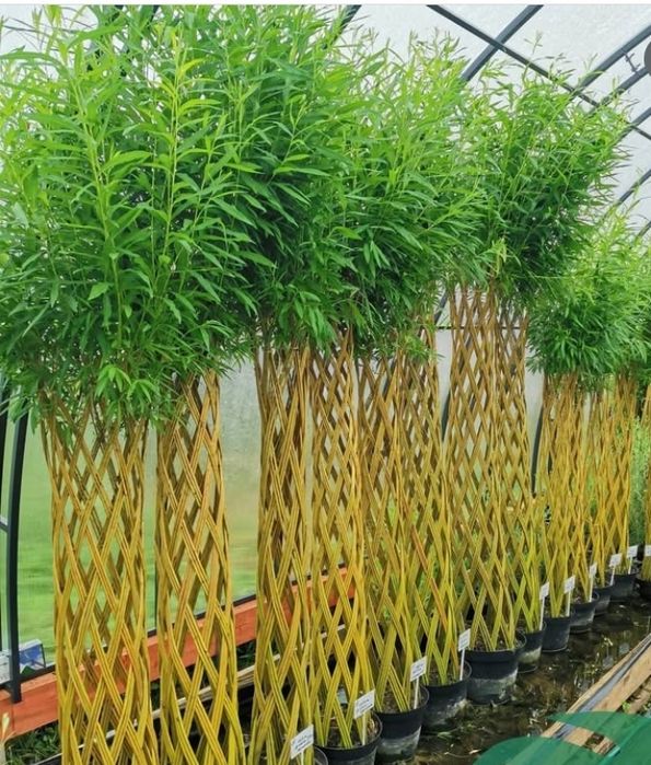 Сортовая Ива для плетения