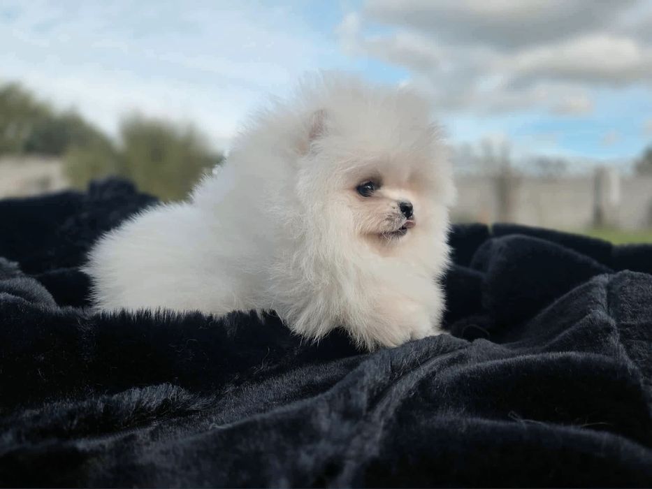 FCI Szpic miniaturowy Pomeranian BOO ZKwP z rodowodem