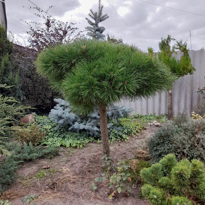 Продам хвойні рослини  !