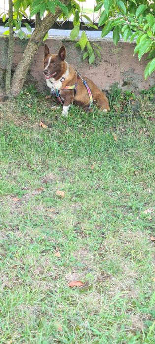 Do Adopcji, do kochanego domu Elunia