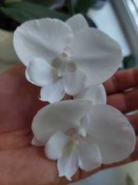 Ніжна біла орхідея. Квіти з великою губою. Фаленопсис.
