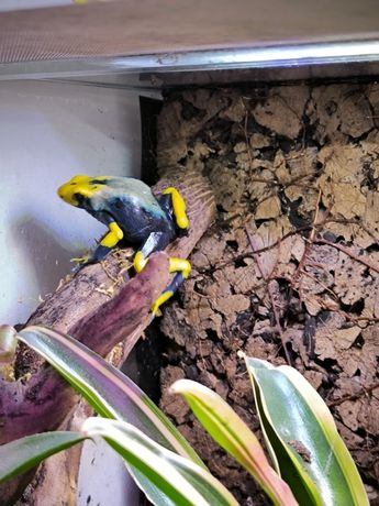 Dendrobates tinctorius Tumucumaque dorosła SAMICA drzewołazy żabki