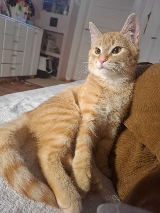 Mieciu do adopcji