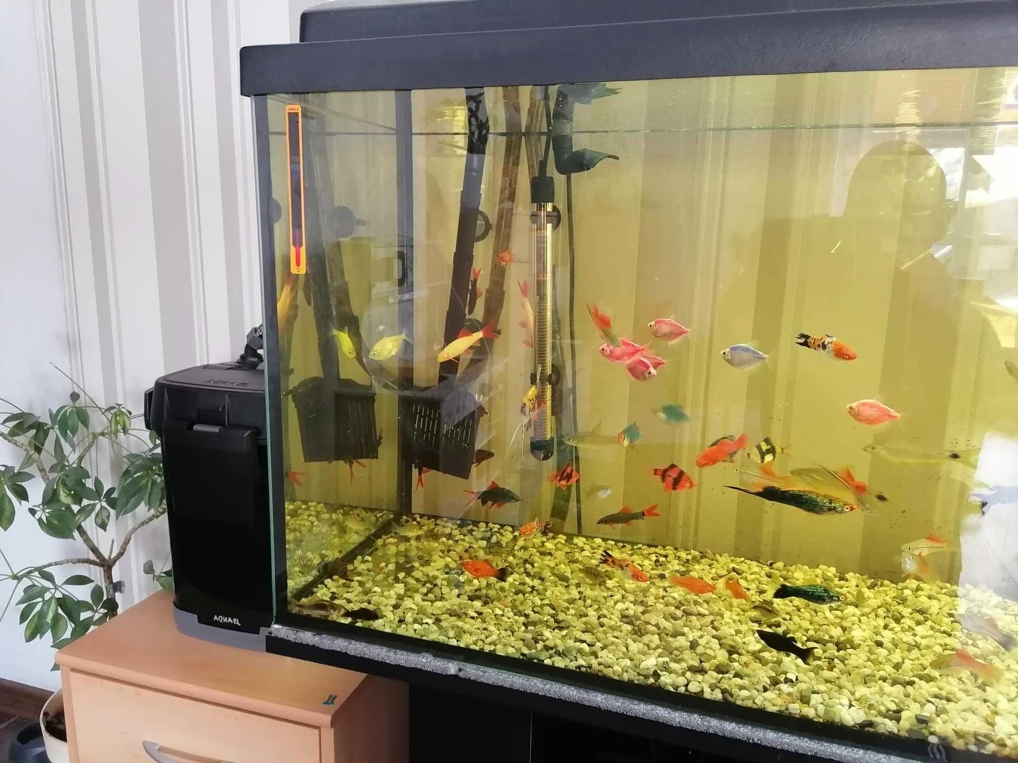 Akwarium 240l z szafką
