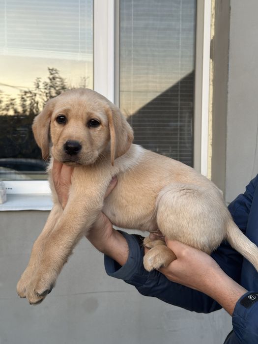 Лабрадор ретривер