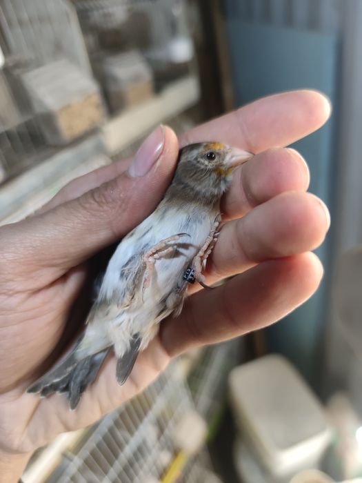 Vendo ou troco híbrido de pintassilgo