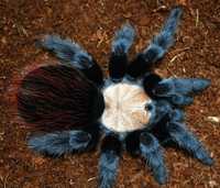 Brahypelma albiceps