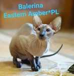 Peterbald dorosła koteczka