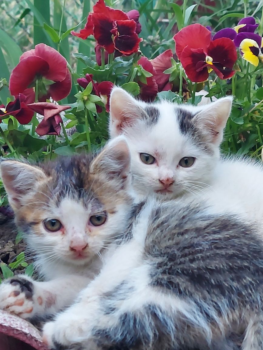 Отдам котят в хорошие руки