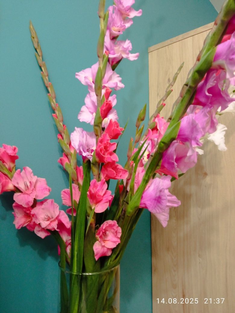 Gladiole tzw. mieczyki