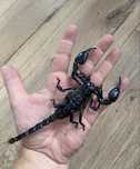 Skorpion H.spinifer l3/4!