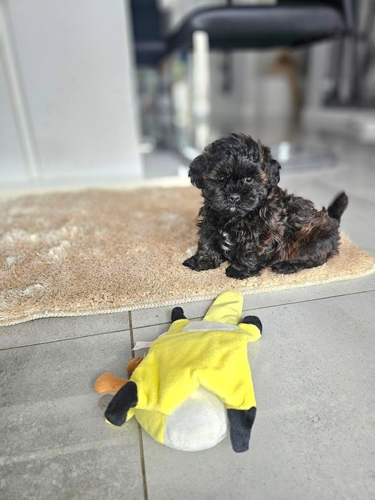 Zobacz Filmik Zjawiskowa Dziewczynka Maltipoo