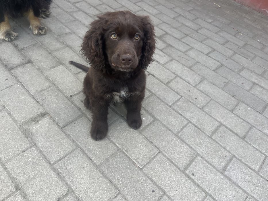 Szczeniak cocker spaniel