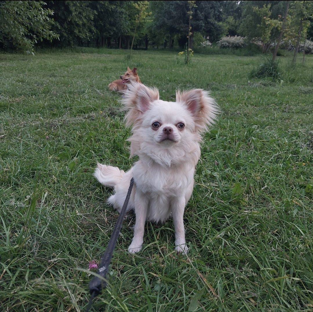 Хлопчик чихуахуа на в'язку