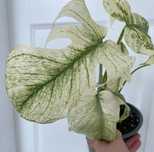 Monstera mint white monster
