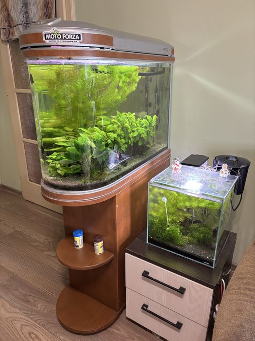 Акваріум з рибками