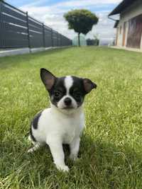 Mini Cudowny Piesek Chihuahua Rodowód