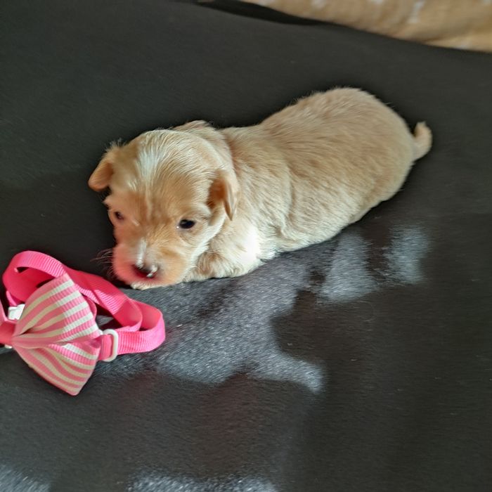 Suczka Maltipoo f1