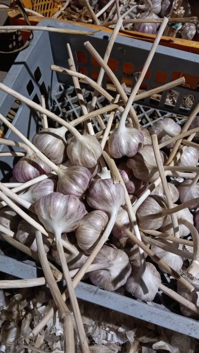 Harnaś poniżej 50mm  20zl kg zdrowy