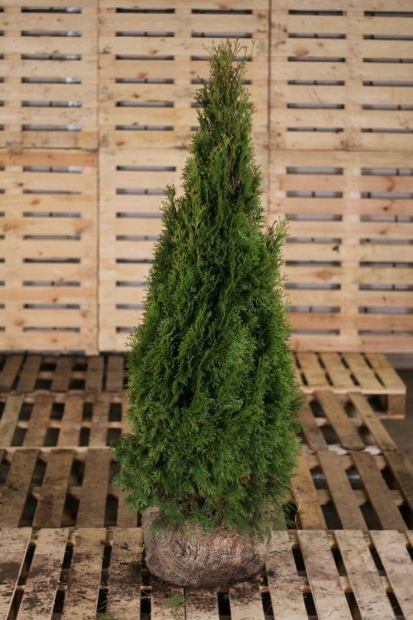 Tuja Szmaragd Thuja