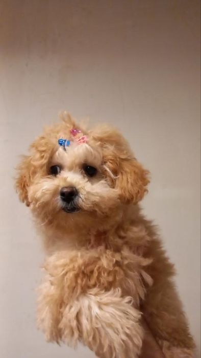 Щенок той пудель