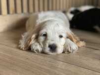 Cocker spaniel angielski pies