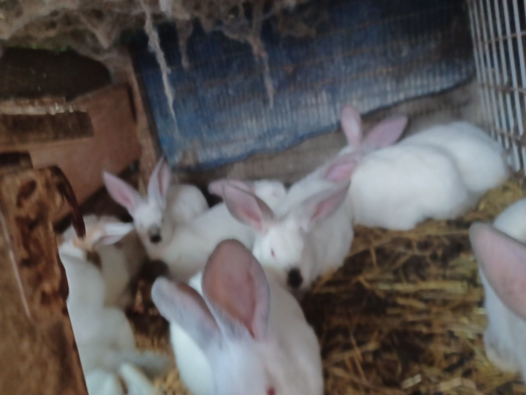 Coelhos caseiros