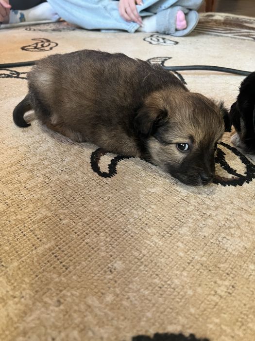 Віддамо собачок в добрі руки(дівчатка)